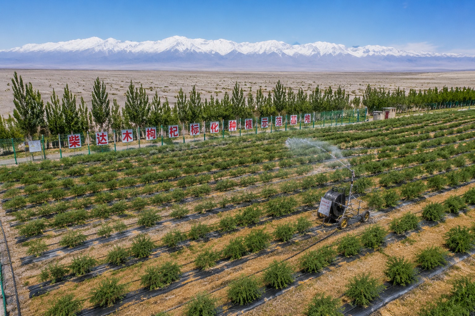 Aerial view of goji farm showing rows of crops and greenhouses set against the Gobi Desert and mountains