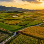 How China Feeds 1.4 Billion: A Journey from Farm to Table