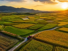 How China Feeds 1.4 Billion: A Journey from Farm to Table
