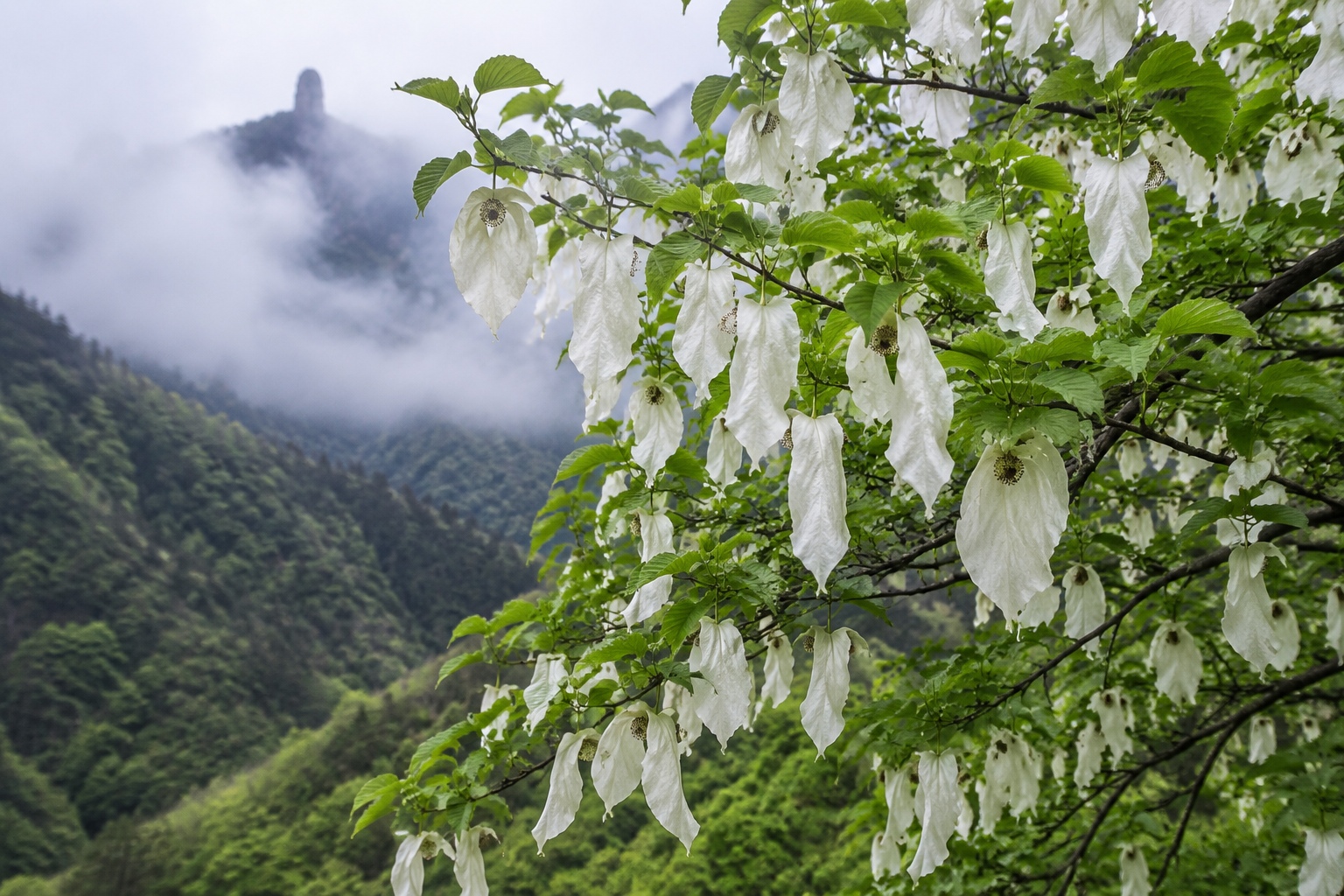 Dove tree (Davidia involucrata) flowers blooming on Fanjingshan mountainside in mist