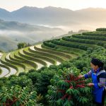 From Terraced Fields to Coffee Cups: The Organic Transformation of Hani Farmers