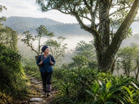 In Pu'er, Yunnan: The Bulang Guardians of Jingmai Mountain's Ancient Tea Forests