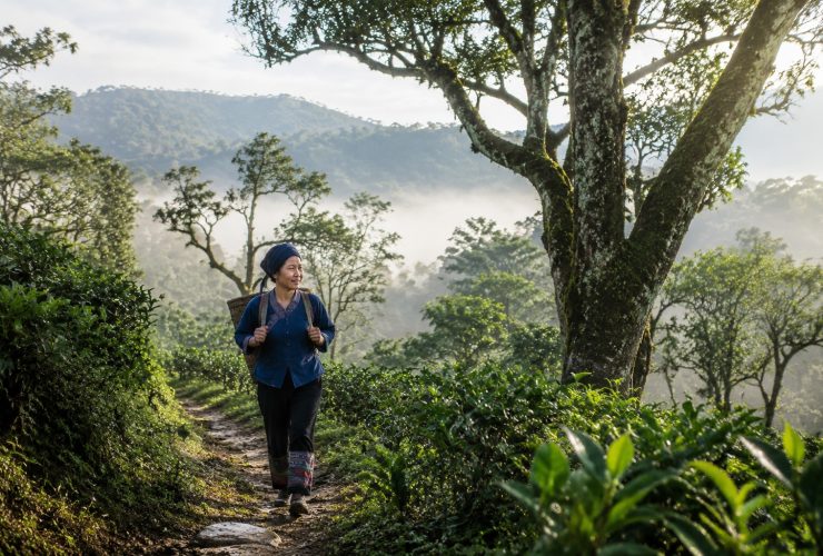 In Pu'er, Yunnan: The Bulang Guardians of Jingmai Mountain's Ancient Tea Forests