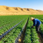 Growing Potatoes in a Gansu Desert? How Tech Reclaims Arid Land