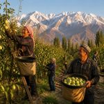 Xinjiang's Korla Fragrant Pear: One Pear Sold Overseas