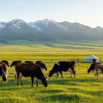 Xinjiang Dairy Products: How Old Yogurt and Pure Milk Conquer the Nation