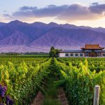 Ningxia Wine Tourism: How Day Trips Drive the Whole Industry