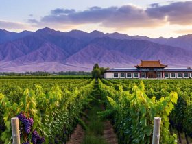 Ningxia Wine Tourism: How Day Trips Drive the Whole Industry
