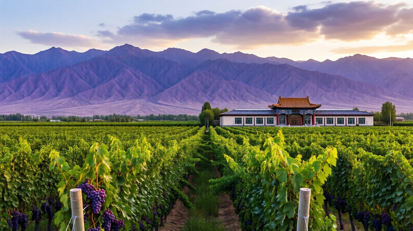 Ningxia Wine Tourism: How Day Trips Drive the Whole Industry