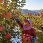 Tianshui Apples in Gansu: Why Sweeter Than Imported Ones?