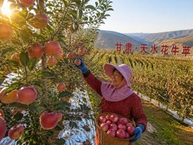 Tianshui Apples in Gansu: Why Sweeter Than Imported Ones?