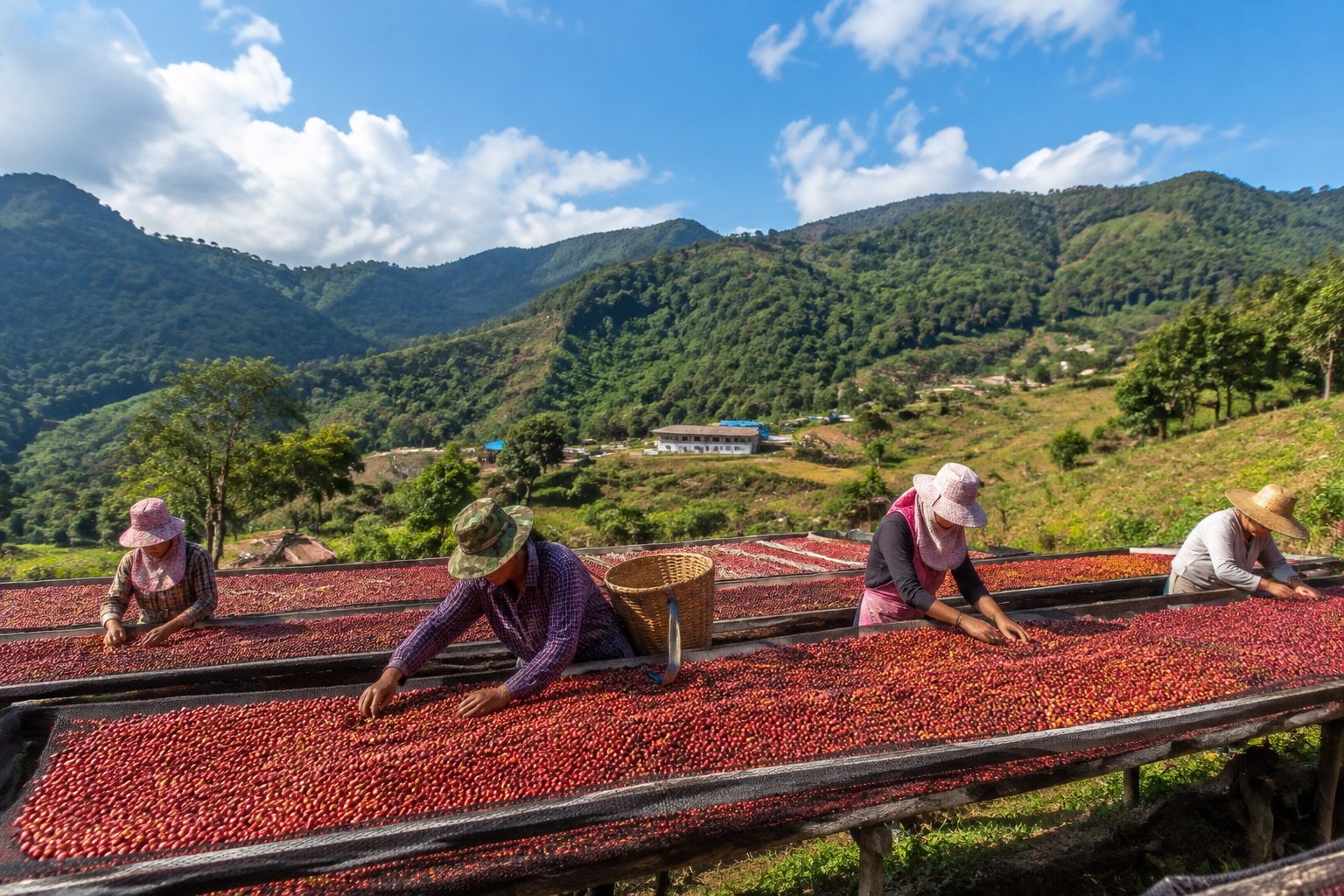 Coffee cherries drying on African beds at a Yunnan processing station