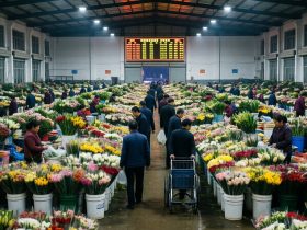 Kunming's Dounan: How Asia's Flower Hub Trades Millions Before Dawn