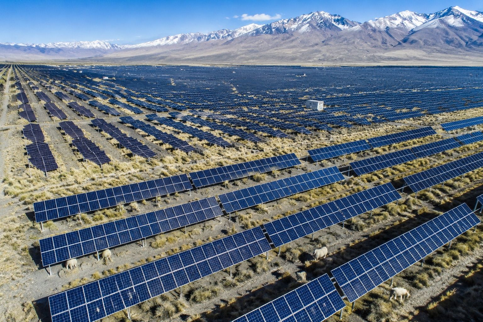 Aerial view of the Longyangxia photovoltaic power plant with grass and grazing sheep between solar panel rows