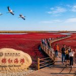 Panjin's Red Beach: Where Wetland Tourism and Economy Meet