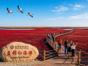 Panjin's Red Beach: Where Wetland Tourism and Economy Meet