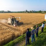 Anhui's Farmers: How Consolidating Farms Boosted Rural Income?