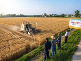 Anhui's Farmers: How Consolidating Farms Boosted Rural Income?