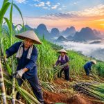 The Sugarcane World of Guangxi: Producing 60% of China's Sugar