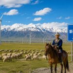 Under Xinjiang's Wind Turbines, Shepherds Still Tend Their Flocks
