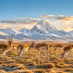 From Shahtoosh to Sustainability: Transforming Industry to Save Antelope