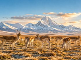 From Shahtoosh to Sustainability: Transforming Industry to Save Antelope