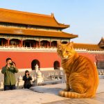 The Cats of the Forbidden City and Their Keepers: Special Employees in the Palace