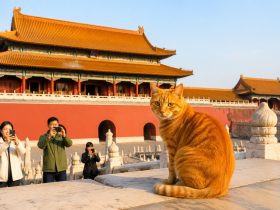 The Cats of the Forbidden City and Their Keepers: Special Employees in the Palace
