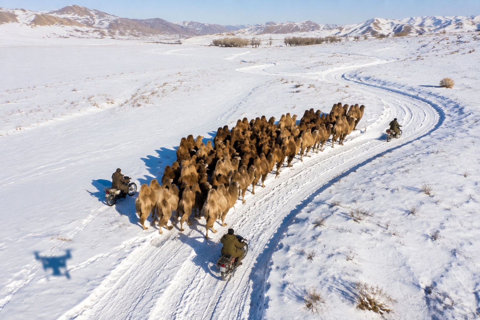 Winter Migration in Altay, Xinjiang: Herders on Motorcycles Drive Camels, Filmed Entirely by Drones 24 Drone aerial view of camel herd and herders on motorcycles during winter migration in Altay