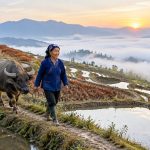 Between Beijing Offices and Yunnan Rice Terraces: Two Rhythms of Life in One Country