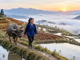 Between Beijing Offices and Yunnan Rice Terraces: Two Rhythms of Life in One Country