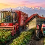 From Vine to Tomato Paste: 24 Hours of Mechanical Harvest in Xinjiang