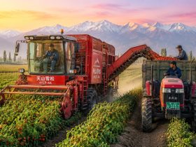 From Vine to Tomato Paste: 24 Hours of Mechanical Harvest in Xinjiang 27 From Vine to Tomato Paste: 24 Hours of Mechanical Harvest in Xinjiang