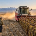 Sunflower Harvest in Xinjiang: Riding a Combine Through a Sea of Yellow