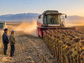 Sunflower Harvest in Xinjiang: Riding a Combine Through a Sea of Yellow