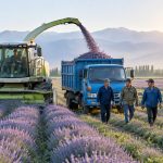 Ili Lavender Isn't Just for Photos: Where Does It Go After Harvest?