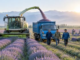 Ili Lavender Isn't Just for Photos: Where Does It Go After Harvest?