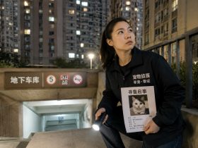 She's a 'Pet Detective' Who Finds Lost Cats in the Concrete Jungle