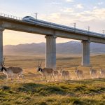 Wildlife Corridors: How High-Speed Rail Is Built to Protect Animal Migrations