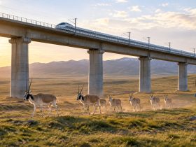 Wildlife Corridors: How High-Speed Rail Is Built to Protect Animal Migrations 25 Wildlife Corridors: How High-Speed Rail Is Built to Protect Animal Migrations