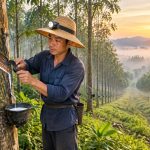 Hainan's Rubber Plantations: From Strategic Material to Modern Latex Mattresses