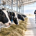 Ningxia's Dairy Revolution: Cows Now Wear Smart Collars