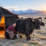 Yak Economy: How a Single Yak Sustains a Grassland Family in Qinghai