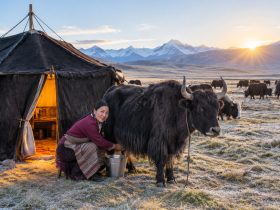 Yak Economy: How a Single Yak Sustains a Grassland Family in Qinghai