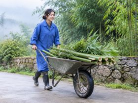 Being a Panda Keeper for a Day in Sichuan: Harder Than You Think, But Worth It