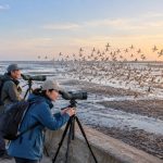 Yellow Sea Wetlands: What It's Like to Watch Migratory Birds in China