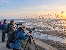 Yellow Sea Wetlands: What It's Like to Watch Migratory Birds in China