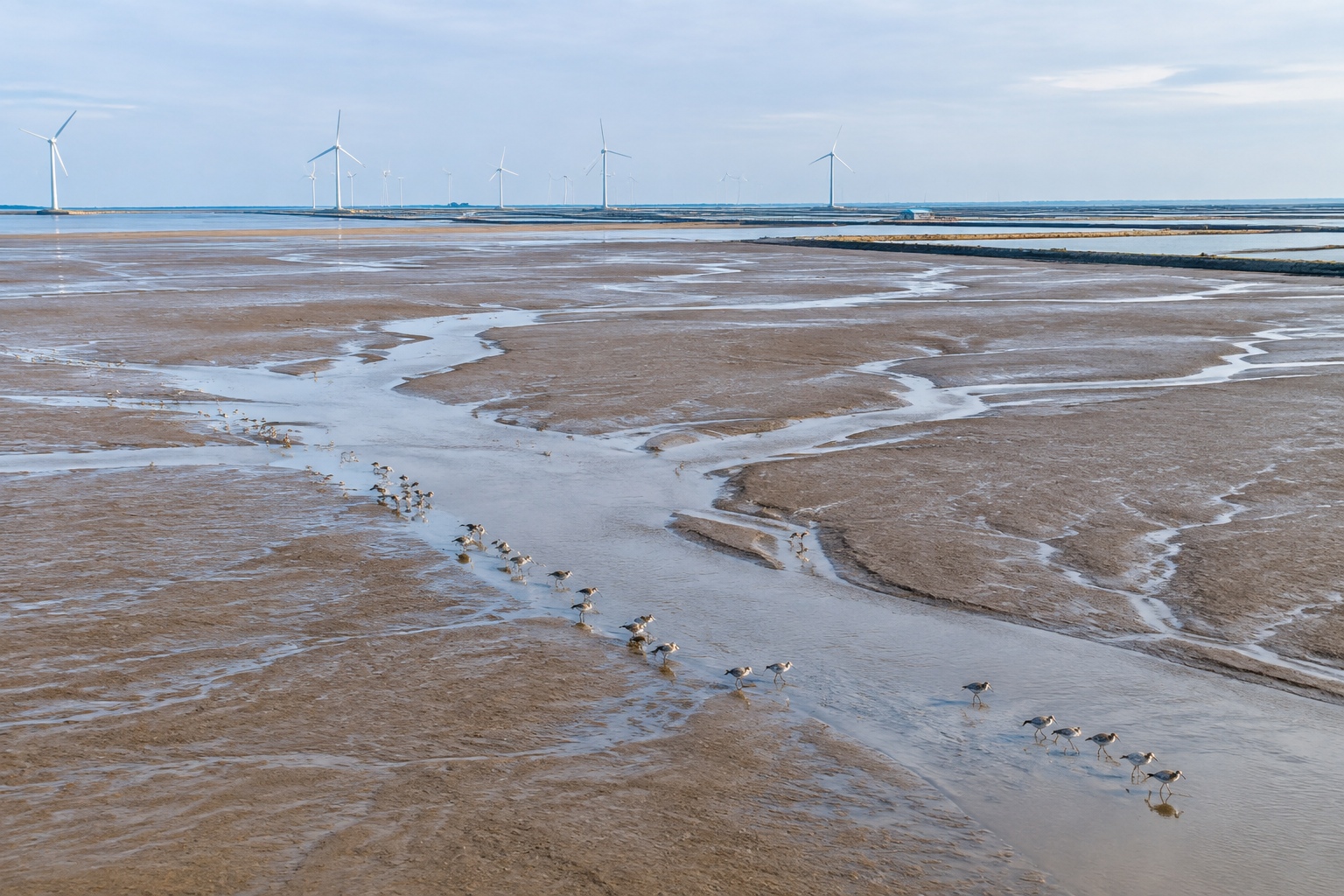 A wide view of tidal creeks branching across the brown mudflats of the Yellow Sea wetlands in Jiangsu, with shorebirds feeding along the waterline