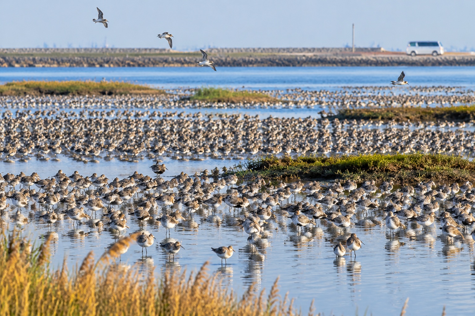 Tens of thousands of shorebirds packed together on a shallow flooded high-tide roost field at Tiaozini in Jiangsu, China, photographed from a distance with a telephoto lens