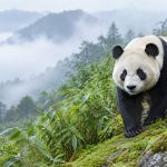 What Is a Giant Panda? A Bear in the Bamboo